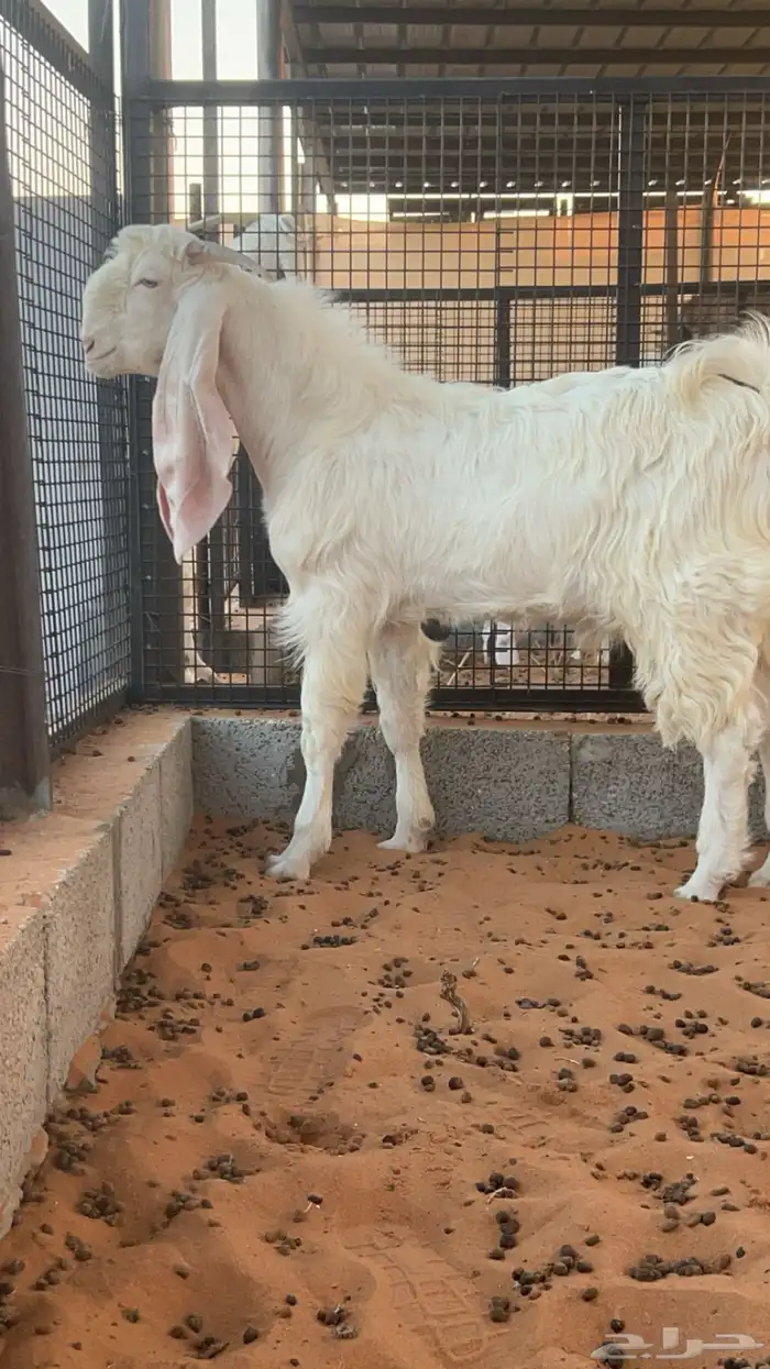 ماعز تيس مطور 1