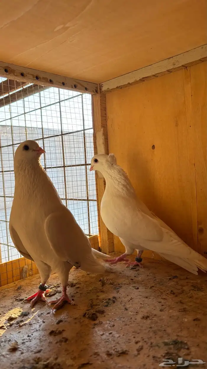 3 اجواز حمام بغدادي وقطيفي وشامي. 3