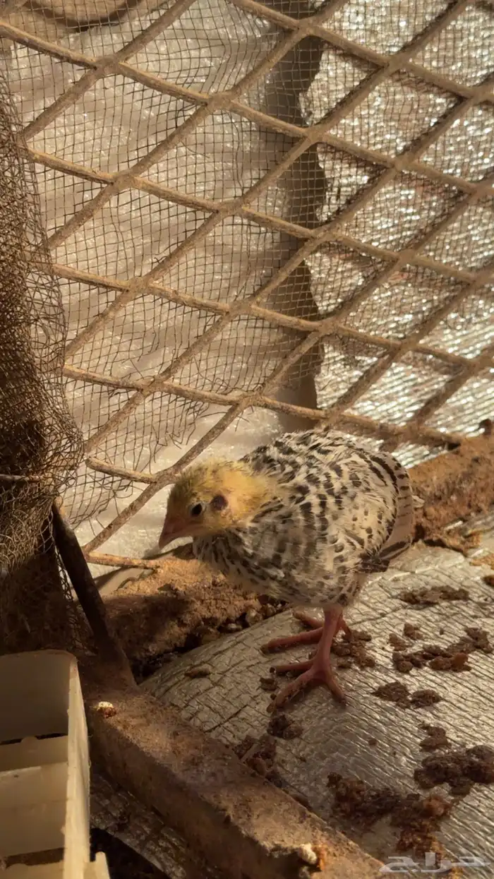 صيصان سمان 2