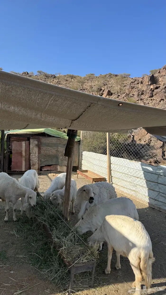 ضان مقاني بالفحل 0