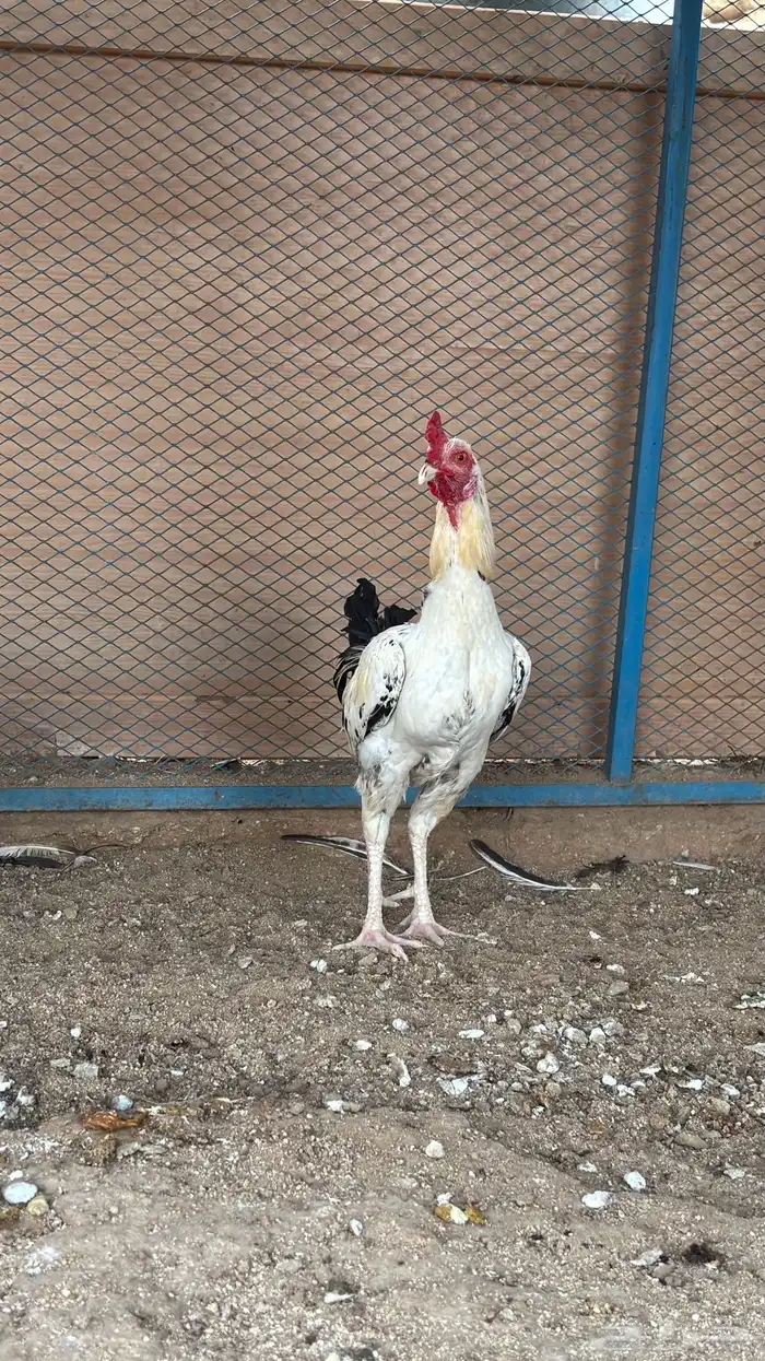 ديوك بلديه 1