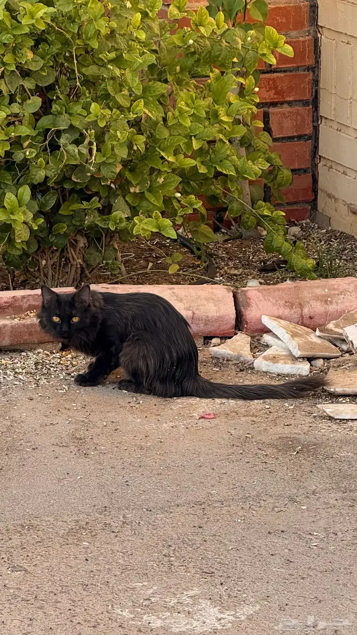 الي ضايع له قط في بريدة 0