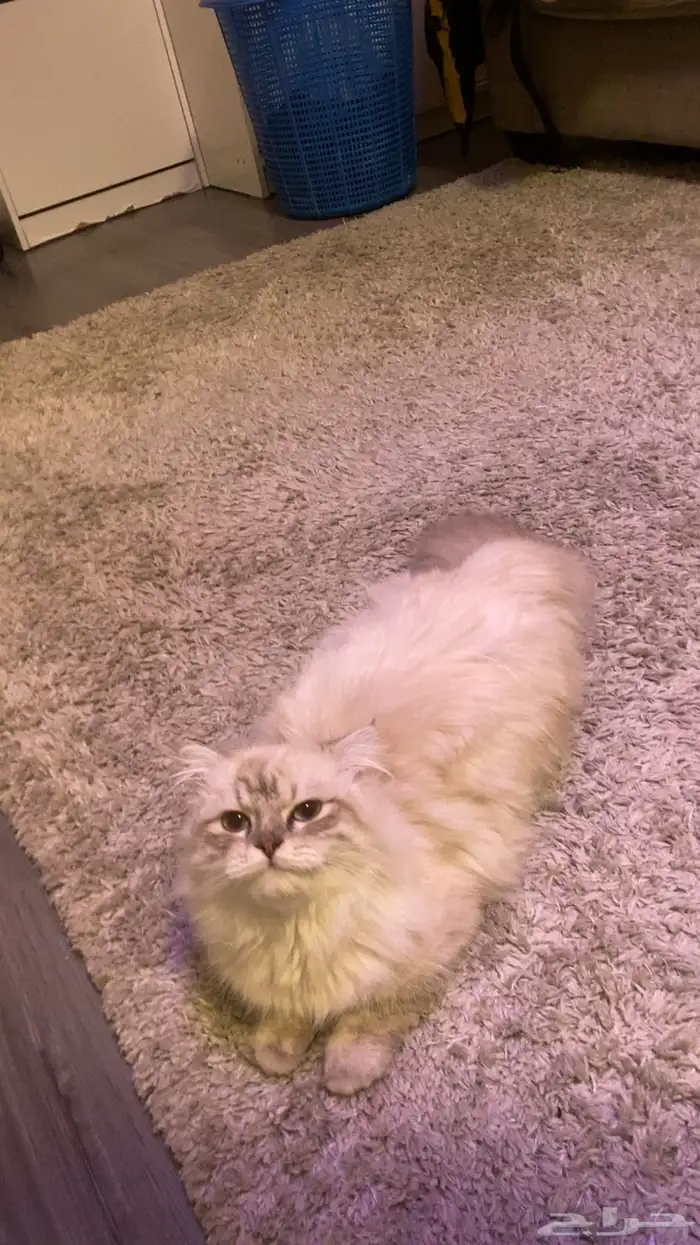 قط هملايا للتبني 0