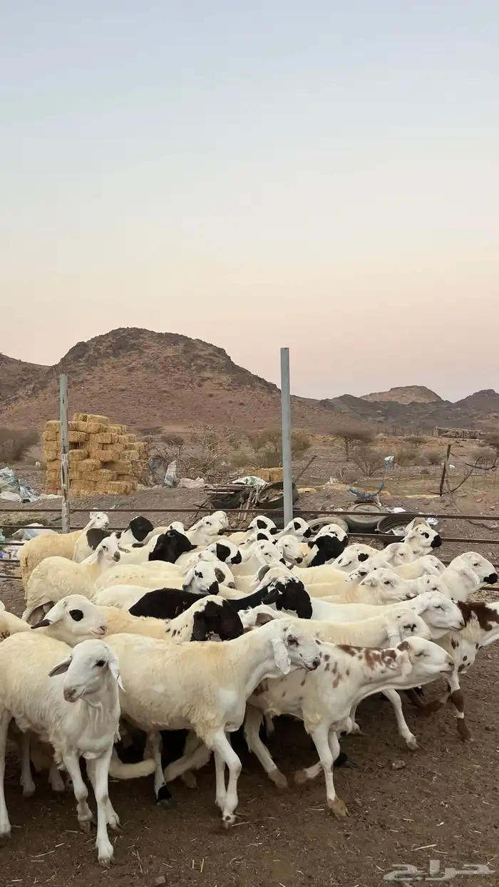 طليان سواكن شبيه الحرب مرابى جادعان مرابى 34