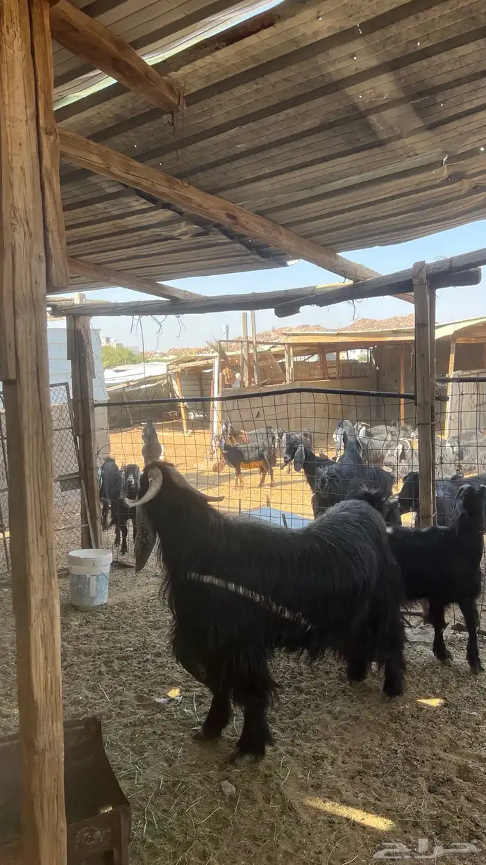 تيس فحل جرم ومد 1