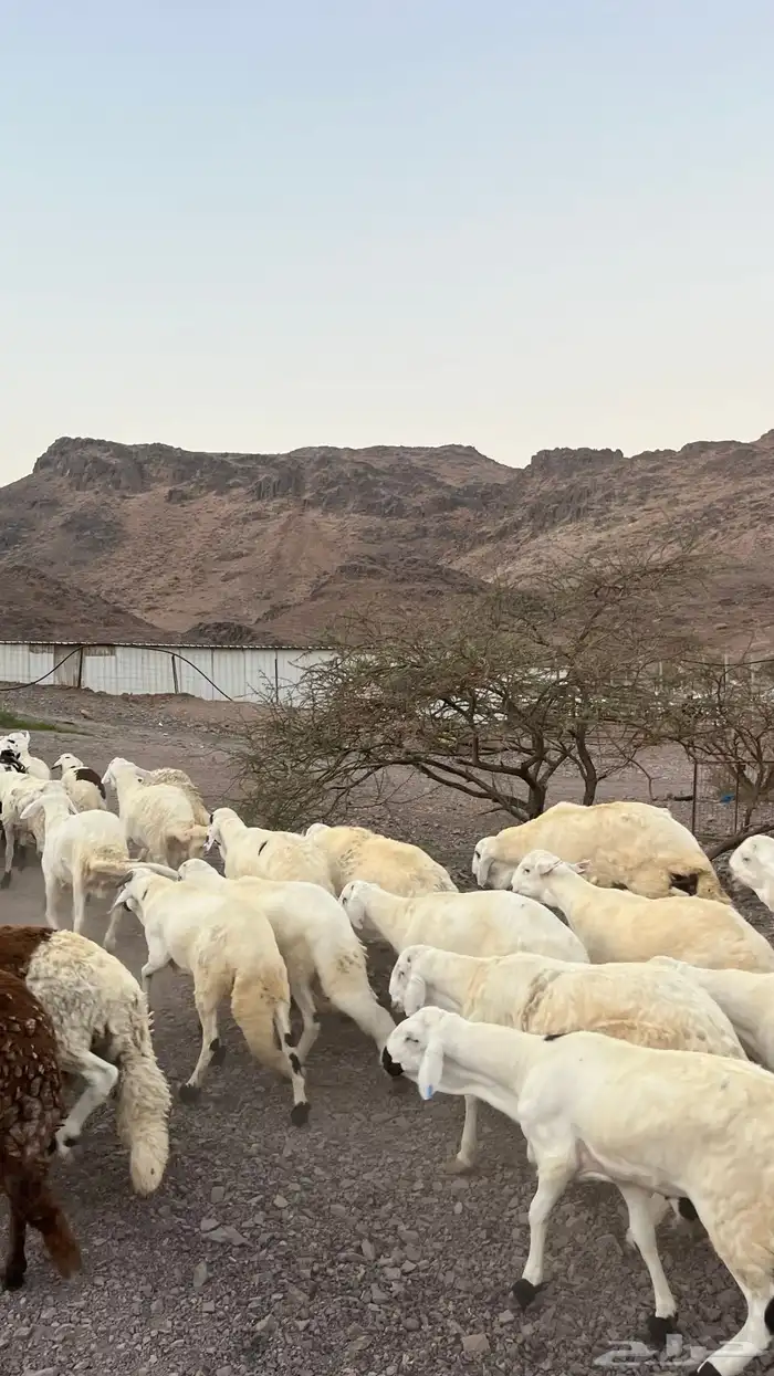 طليان سواكن شبيه الحرب مرابى جادعان مرابى 16