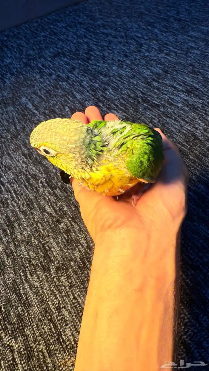 توفرت فروخ الكنيور لعشاق الغر وتدريب على الهدد و الكلام 1