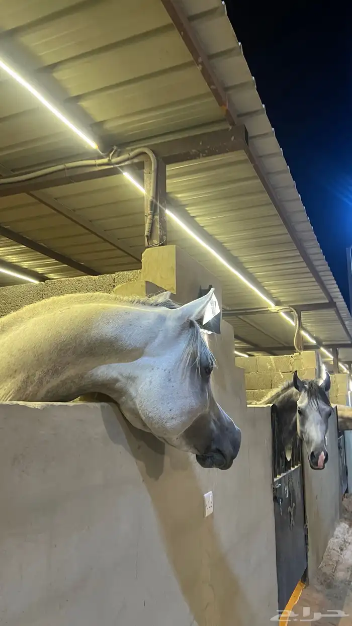 حصان شعبي حار على يدك 1