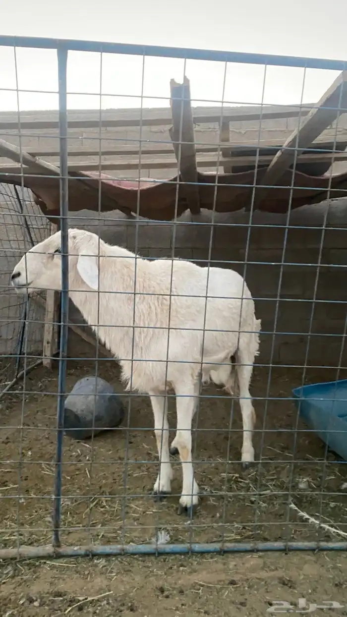 خروف حري فحل ثني او بداية رباع شرط 5