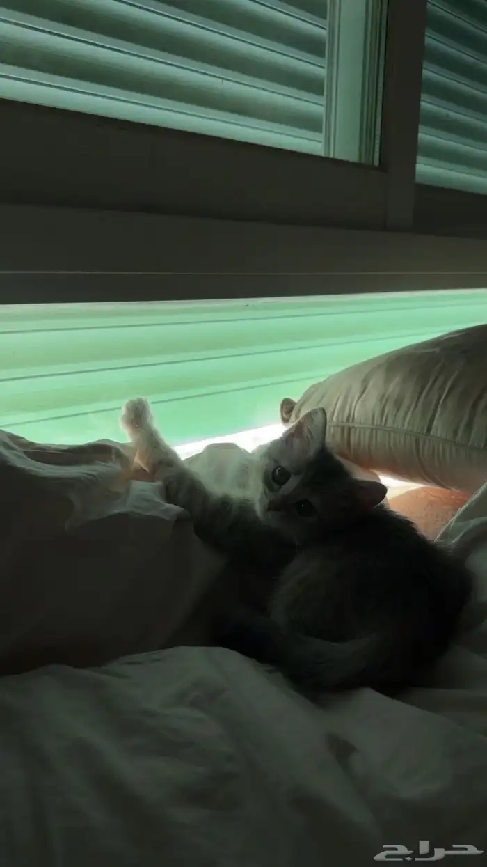 قطه انثى صغيره متدربه 1