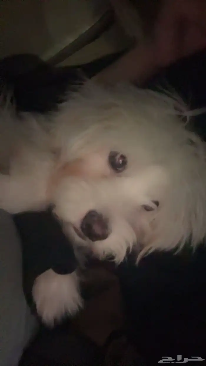 كلب جرو مالتيز 1