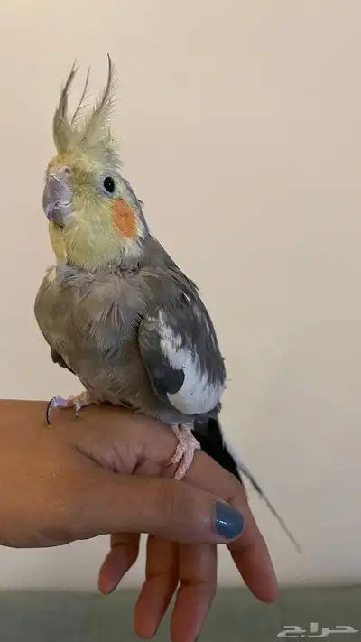 طير كروان index