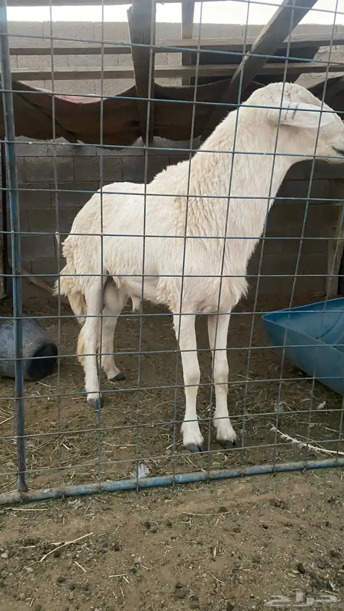 خروف حري فحل ثني او بداية رباع شرط 4