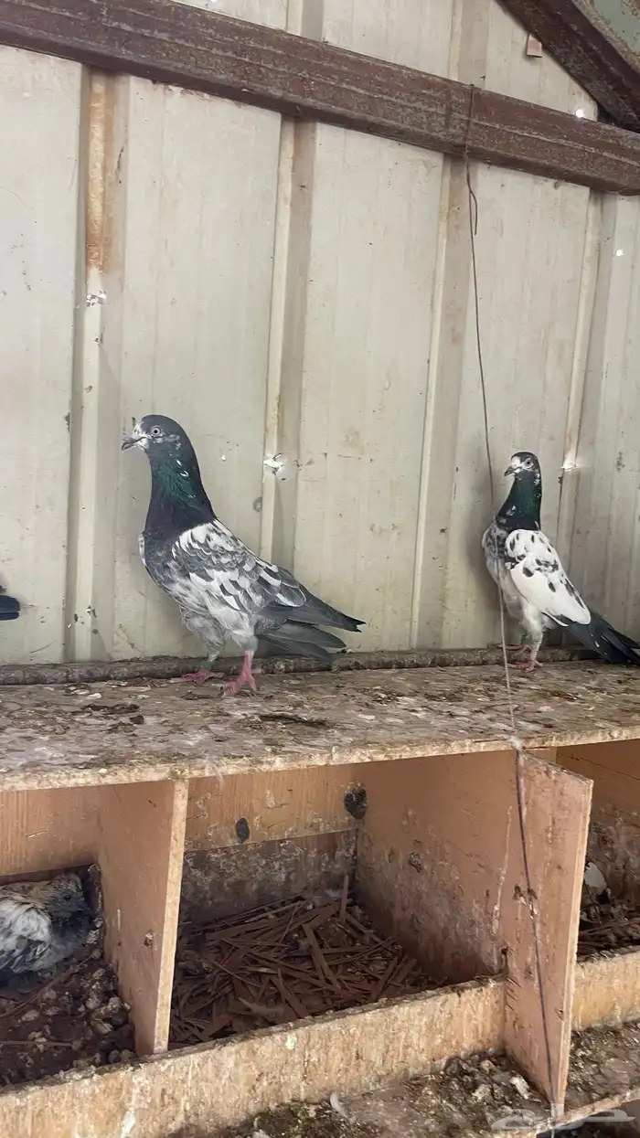 طبات حمام هندي تيدي فاخر طيار وذبح 1