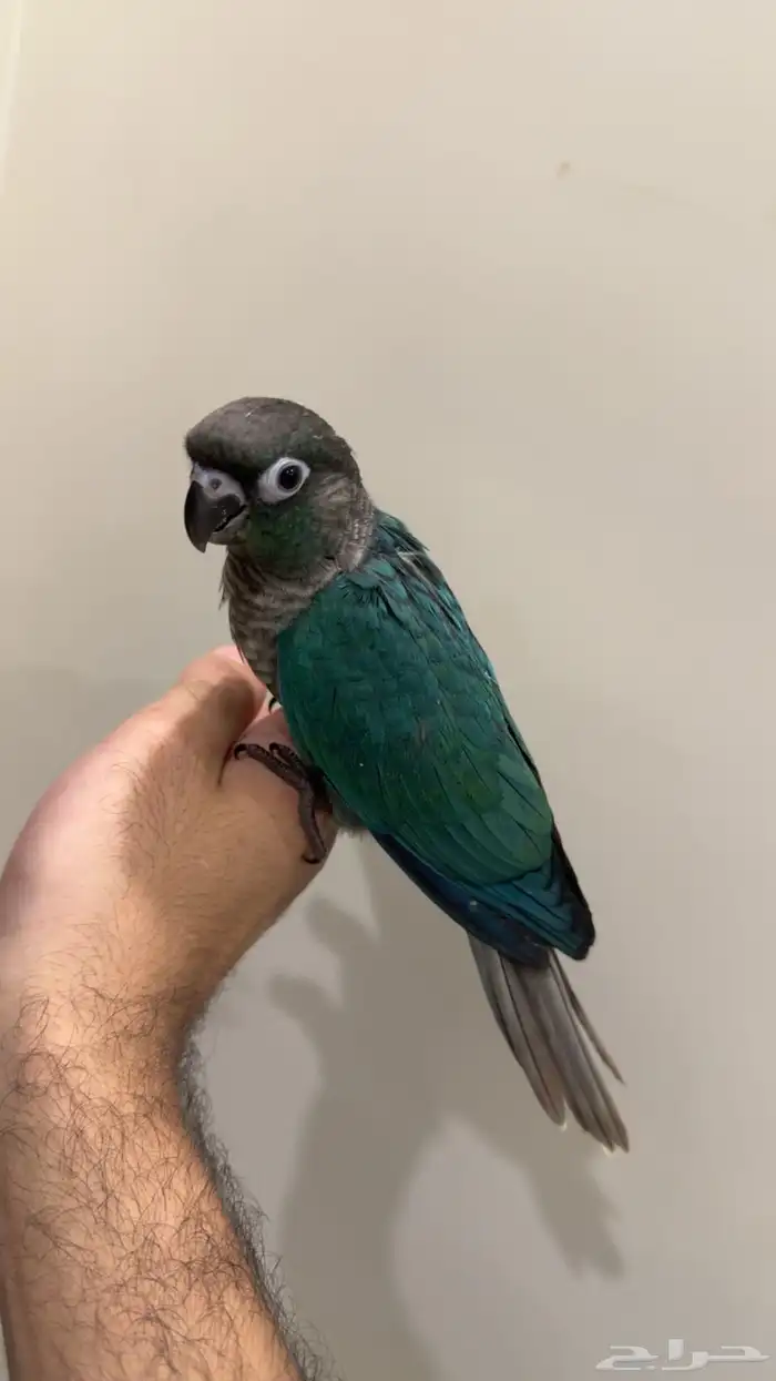 للبيع فرخ كنيور بلوشيك اليف وهدد على نهاية فظام 0