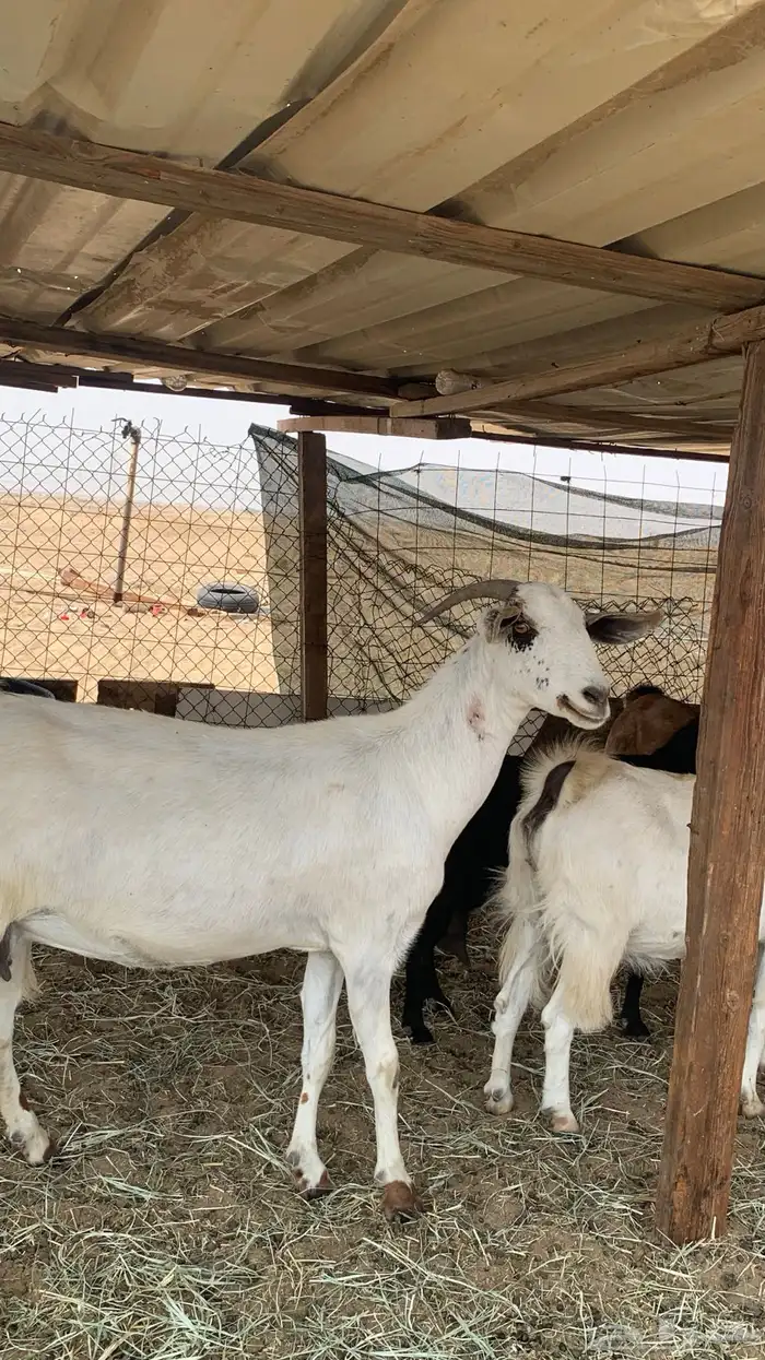 معزا بيشيات مراح واحد دفيع و ولد 8