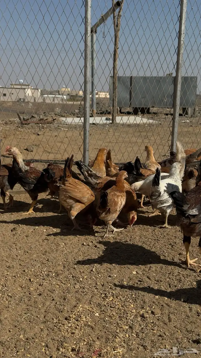 153 فرخ دجاج للبيع 5