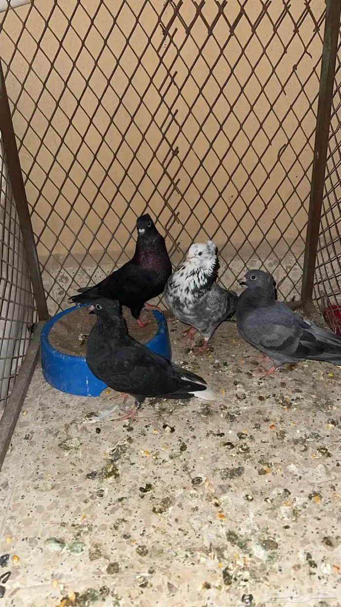 حمام قطيفي 1