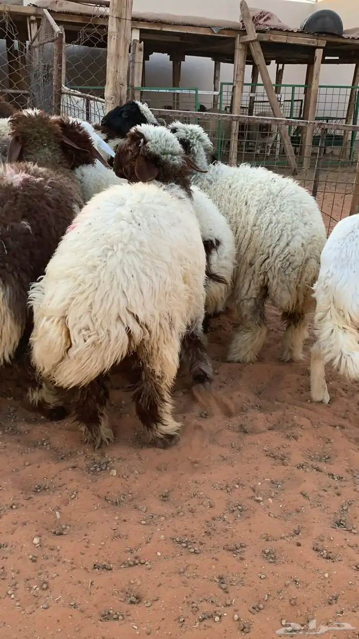 14 رخل نعيمية  جذعات فل شحم 5