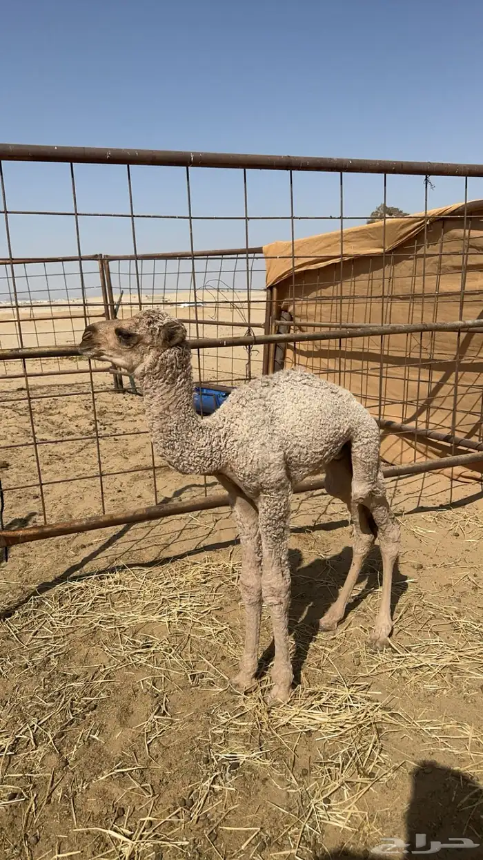 حوار ضيار للبيع 0