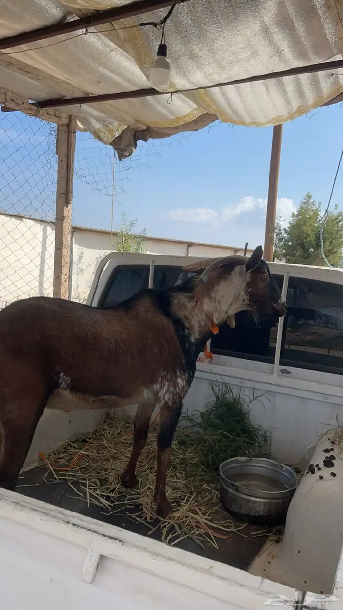 تيس اوشح فحل من غنم محايل 1