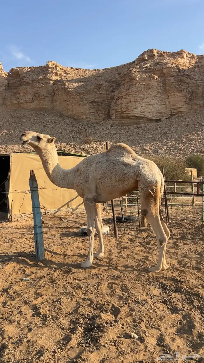 ناقه رباع عليانيه 2