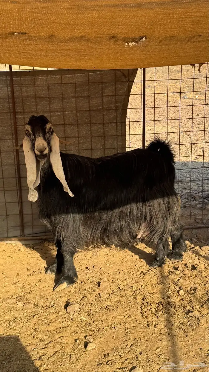 عنز عارضيه طيبة 1