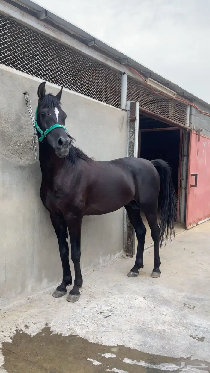 حصان ورق فاخر 0