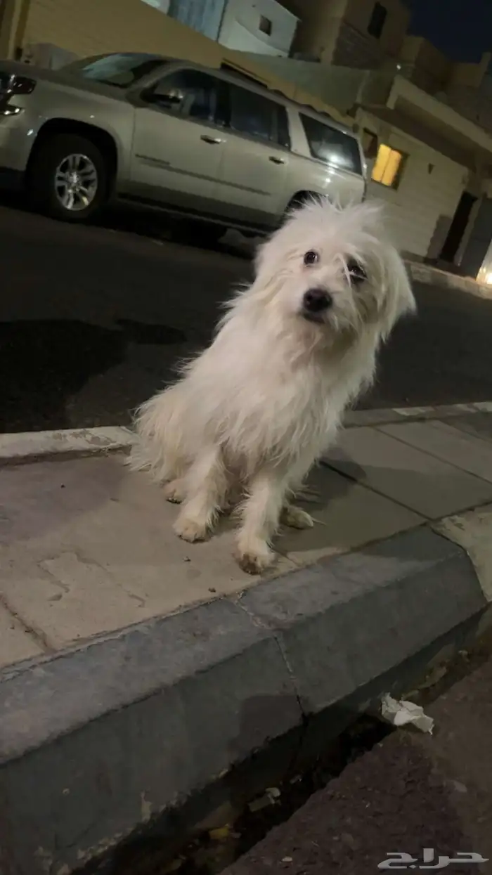 كلب صايع عند مسجد العيد 0