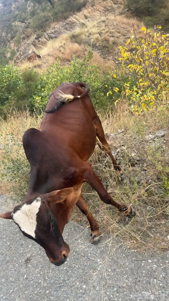 حسيل للبيع 1