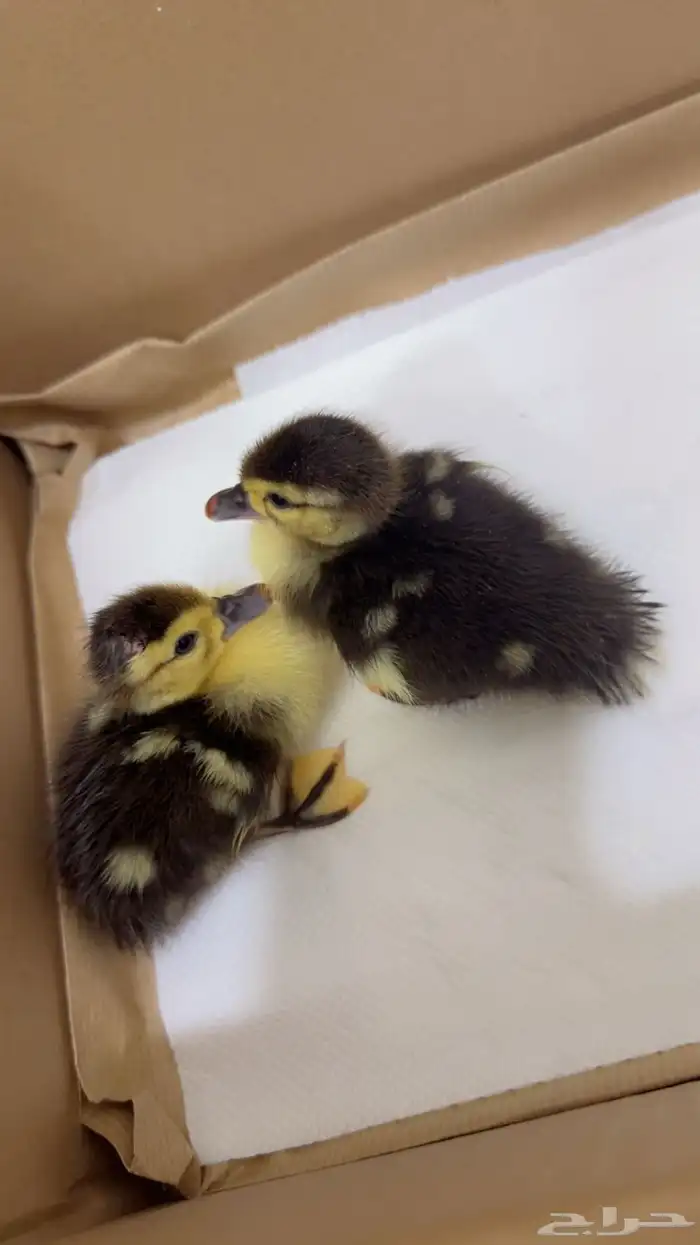 بط عمره يومين ب 10 0