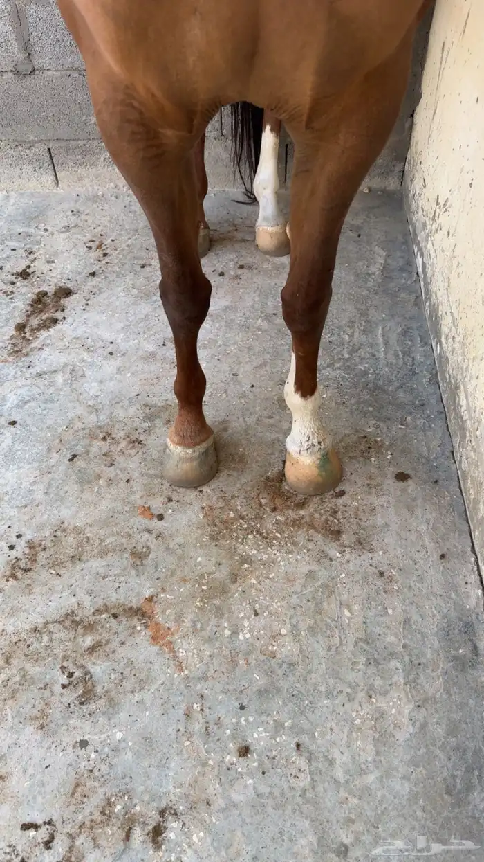 فرس تنافس الواهو ( شعبية ) 15