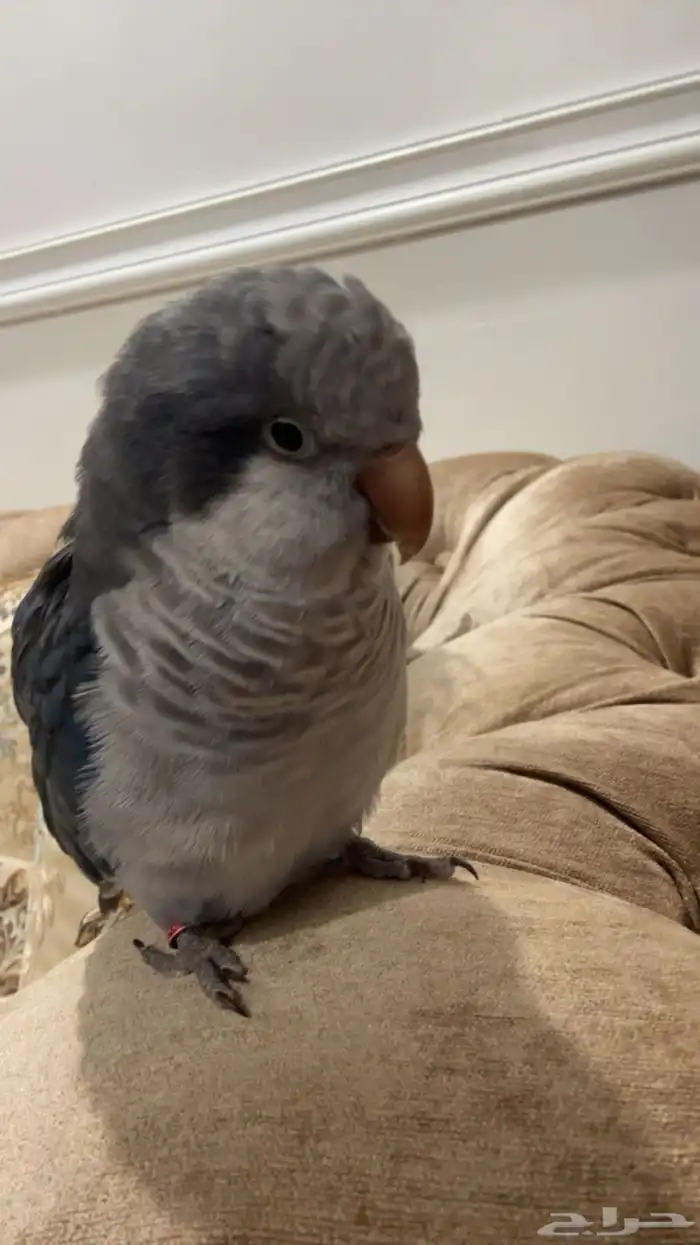 ببغاء دره مفقود اسمه كوكي اخر مره شوهد في طيب الاسم 0