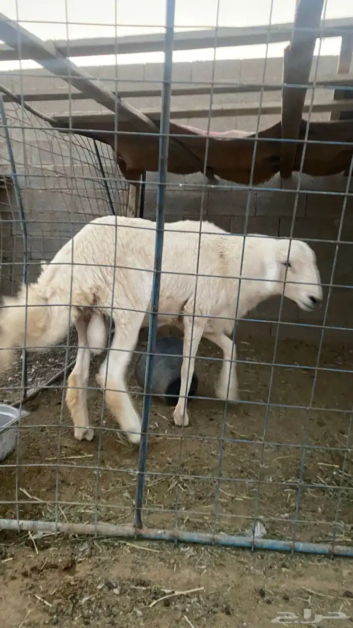 خروف حري فحل ثني او بداية رباع شرط 7