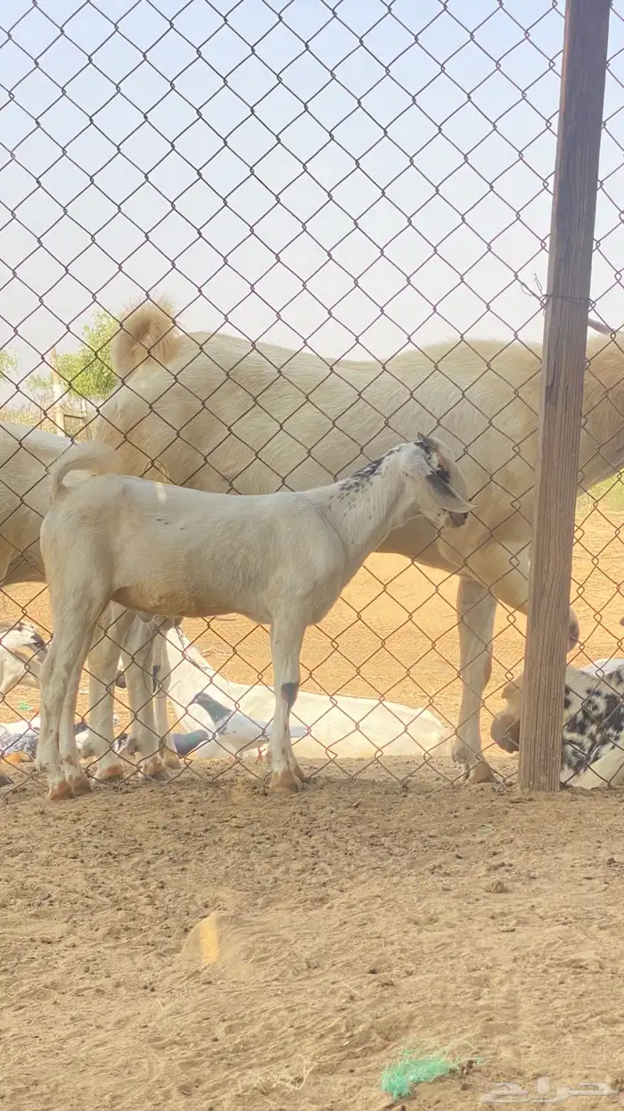 اثنين تيوس مشاريع 14