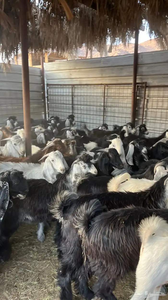 تيوس جبره ذبائح مخاصي جادعان 11