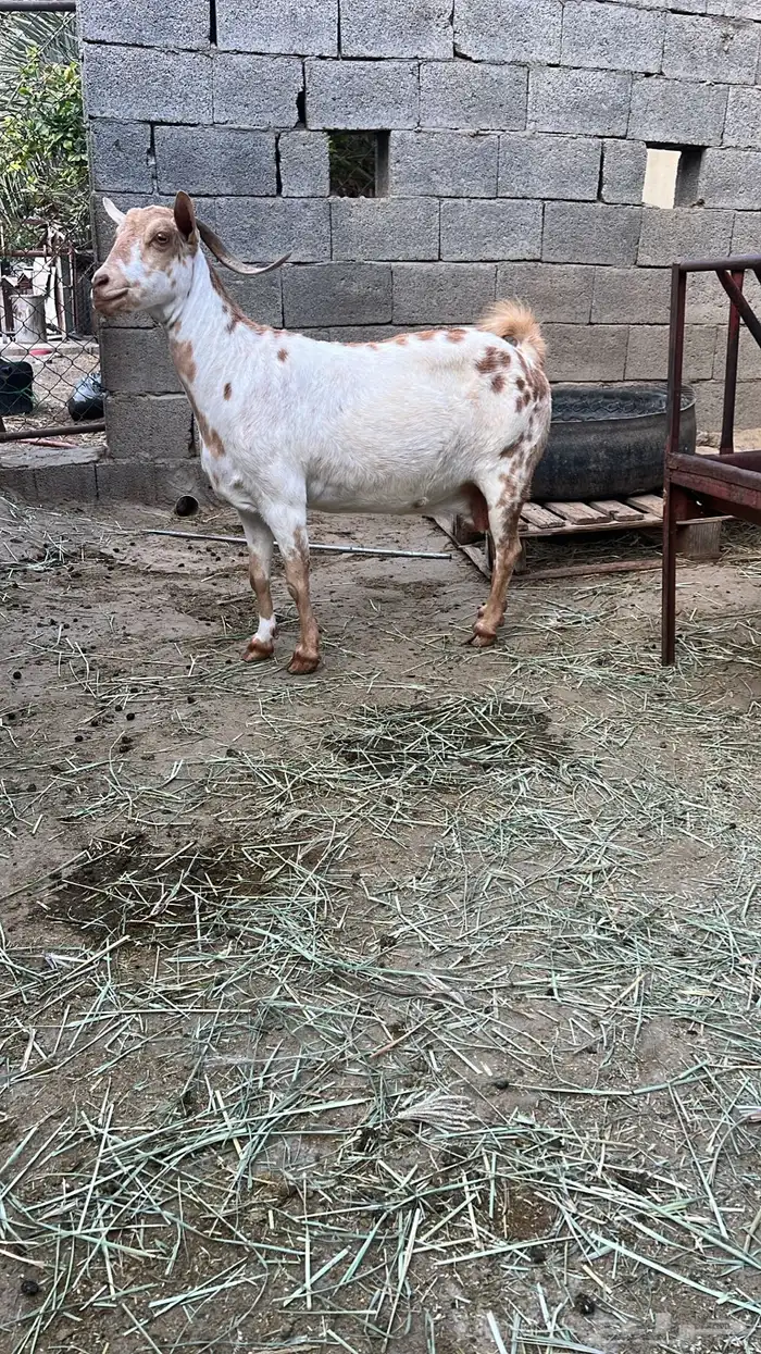 معزا للبيع 2