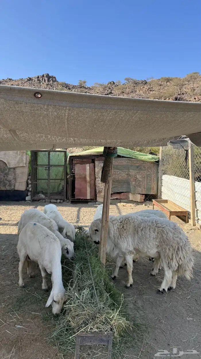 ضان مقاني بالفحل 2