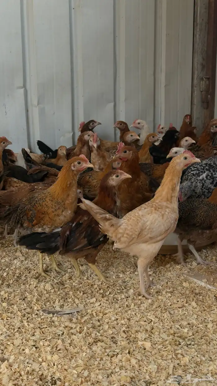 153 فرخ دجاج للبيع 0