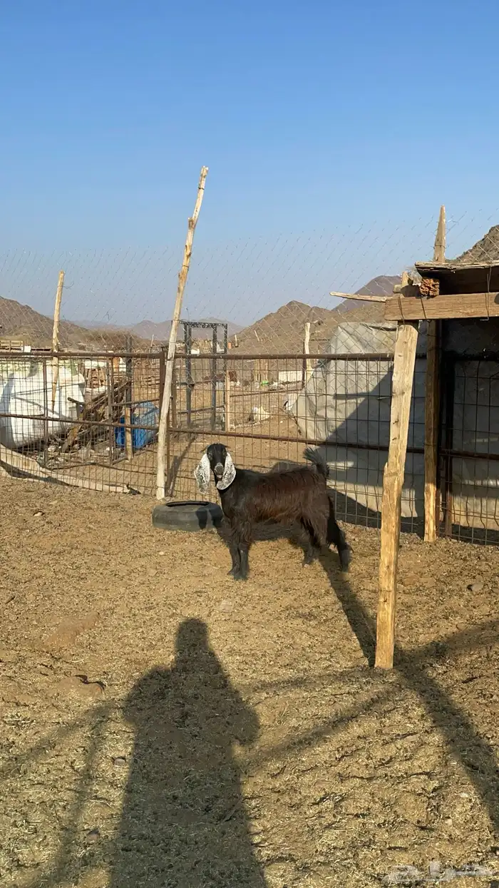 جفره عارضيه طيبه بالحيل(تم البيع) 1