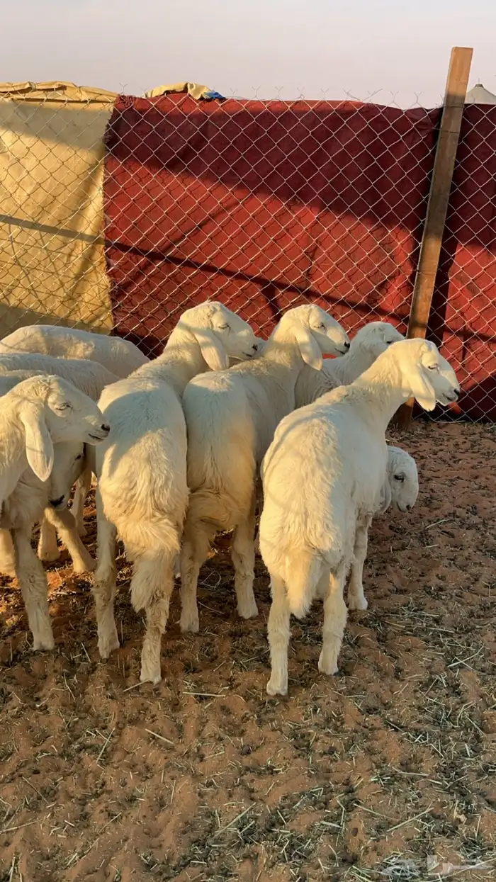 خرفان حريات 2