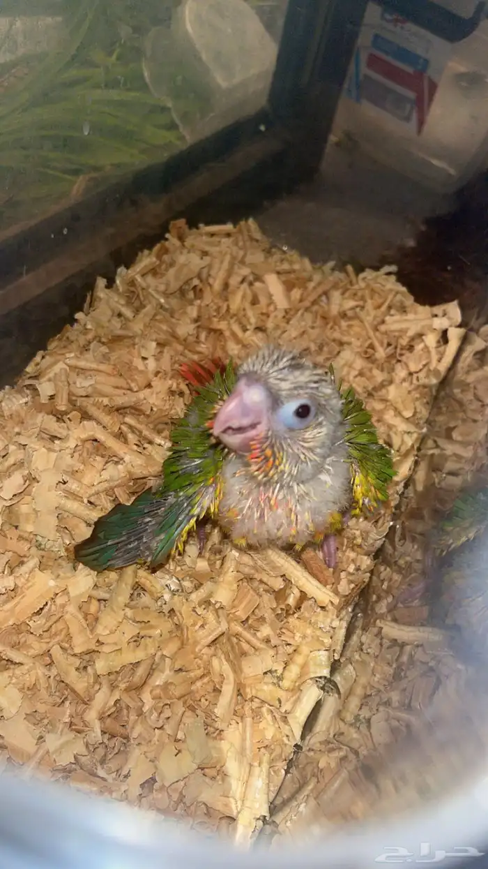 فرخ كنيور انتاج محلي 0