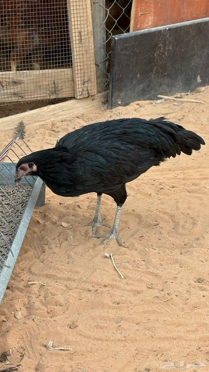 دجاجه بكستاني سندس 0