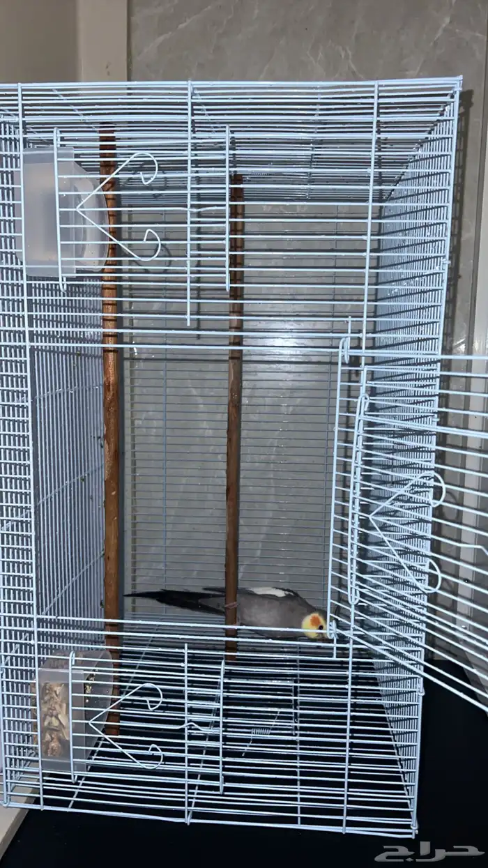 عصفور كروان 2