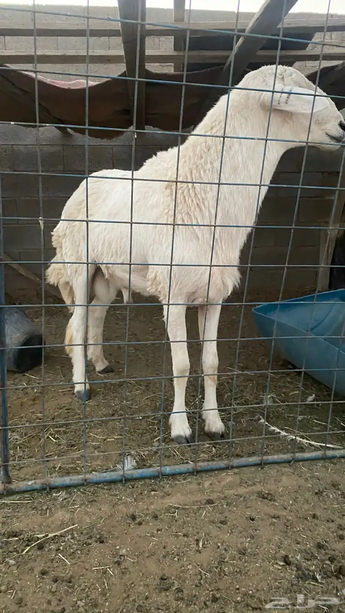 خروف حري فحل ثني او بداية رباع شرط 0
