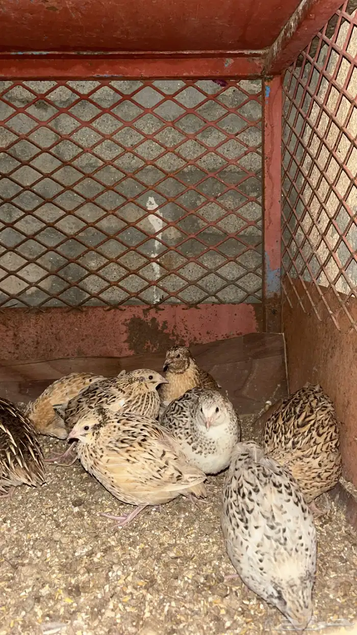 للبيع سمان الموقع الجايزه 0