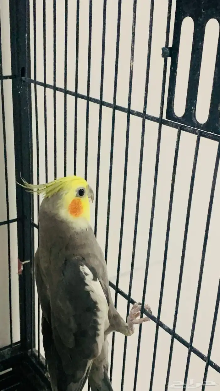 بيغاء الكراون ذكر انثى 1