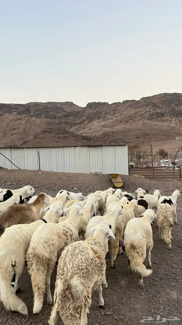 طليان سواكن شبيه الحرب مرابى جادعان مرابى 12