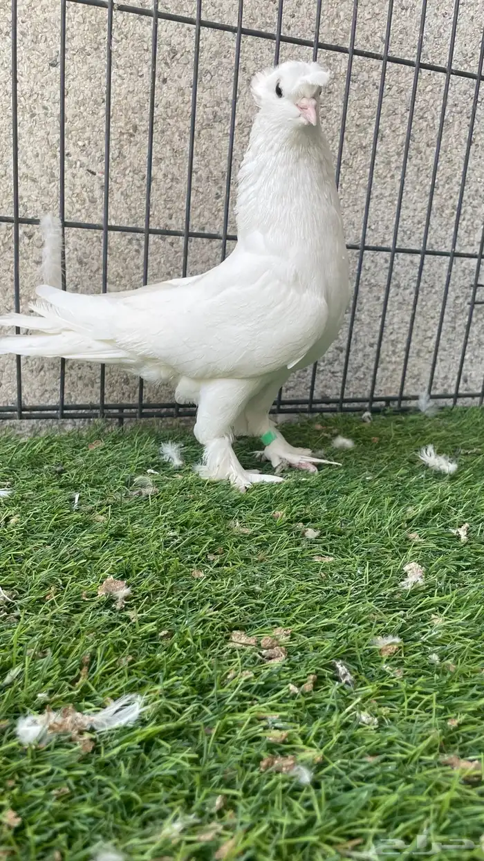 هزازي و أناثي أتراك . 6