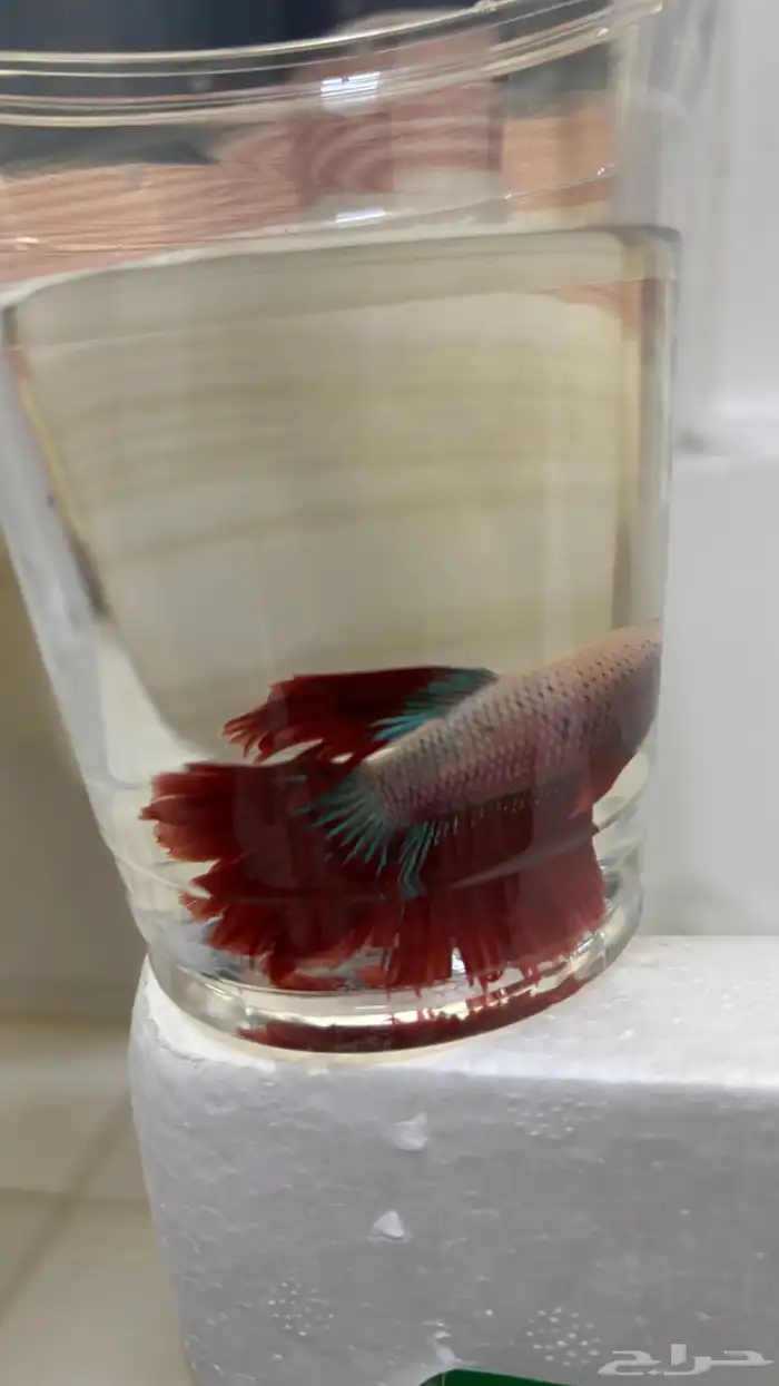 سمك فايتر سعر التفريد 8  الجمله 5 8